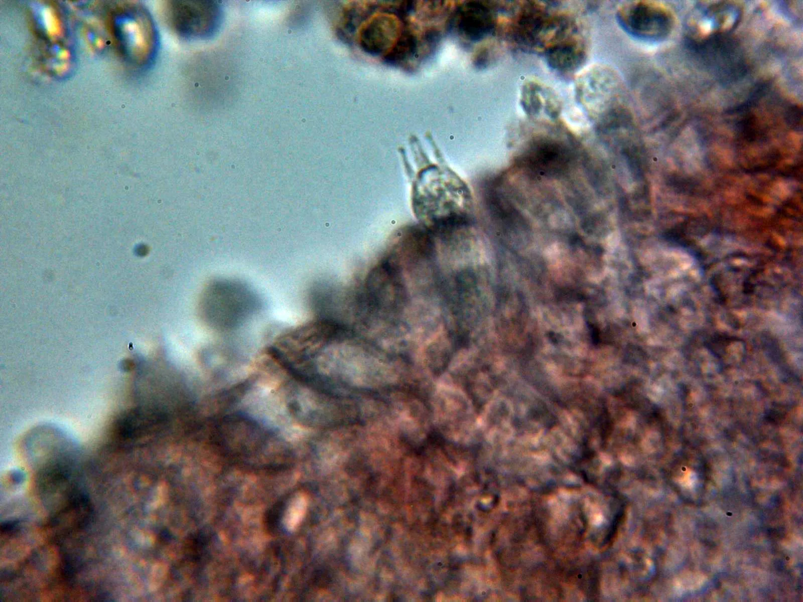 Microscopía de Lepista personata - 10 - Basidio tetraspórico